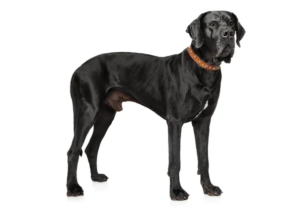 Great Dane on white — Stock Photo, Image