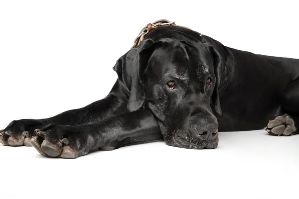 Great Dane on white background — Stock Photo, Image