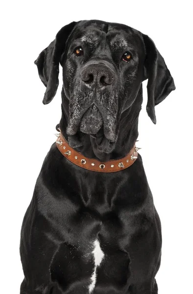 Great Dane on white background — Stock Photo, Image