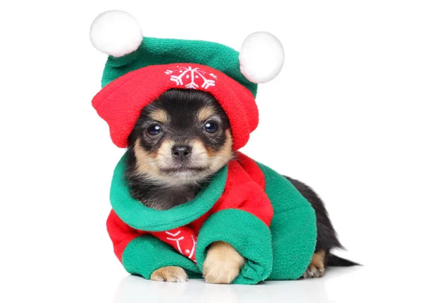 Chihuahua cucciolo in costume da Babbo Natale — Foto Stock
