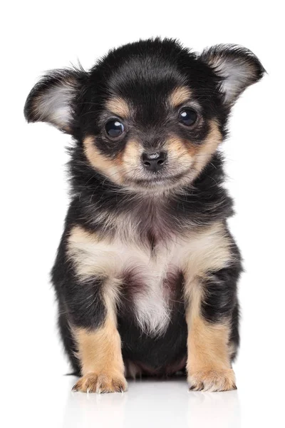 Chihuahua pentu valkoisella taustalla — kuvapankkivalokuva