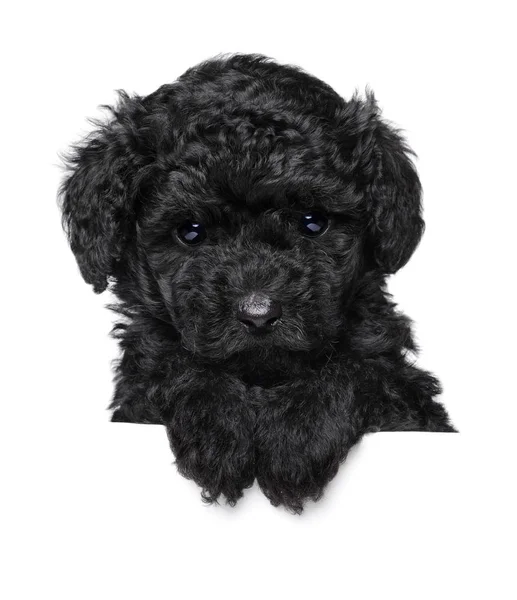 Toy Poodle puppy di atas spanduk — Stok Foto