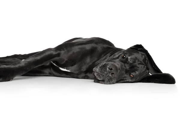 Německá doga pes odpočívá — Stock fotografie
