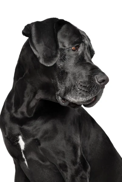 Studiový portrét doga pes — Stock fotografie