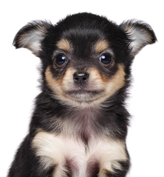 Chihuahua valp. Närbild porträtt — Stockfoto