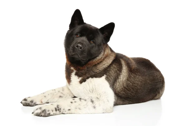 American Akita on white background — Stock Photo, Image