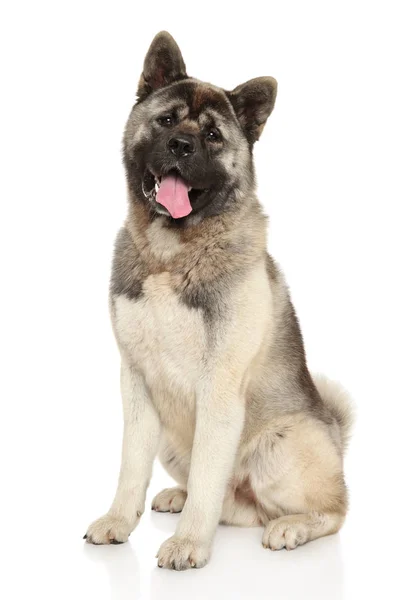 American Akita em fundo branco — Fotografia de Stock