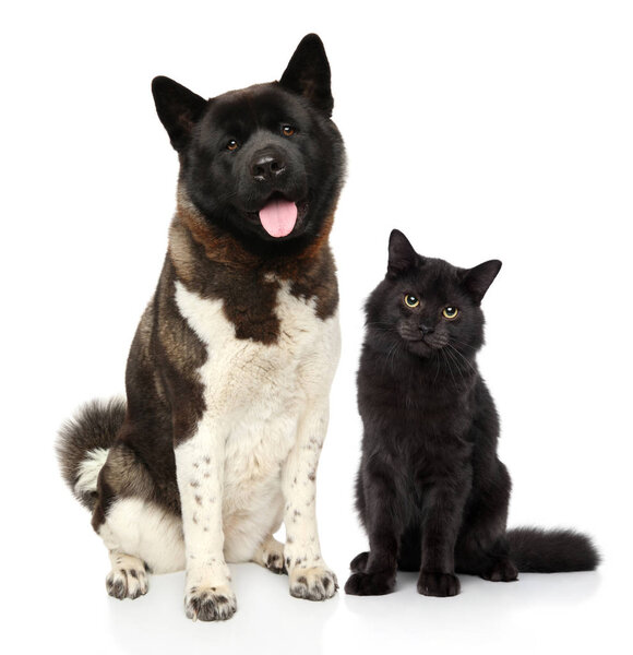 Cat and dog together