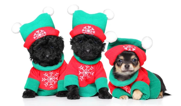 Puppies in Christmas costumes — Stock Photo, Image