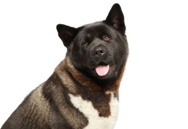 Amerikan Akita köpek baş beyaz arka plan üzerinde