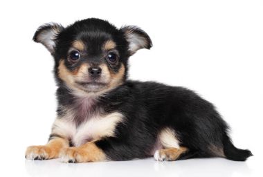Yalan Chiwawa köpek yavrusu