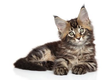 Beyaz zemin üzerinde maine rakun kedi yavrusu