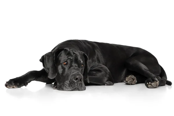 Great Dane lying down — Stock Photo, Image