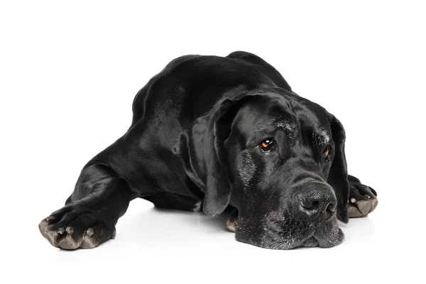 Great Dane lying down — Stock Photo, Image