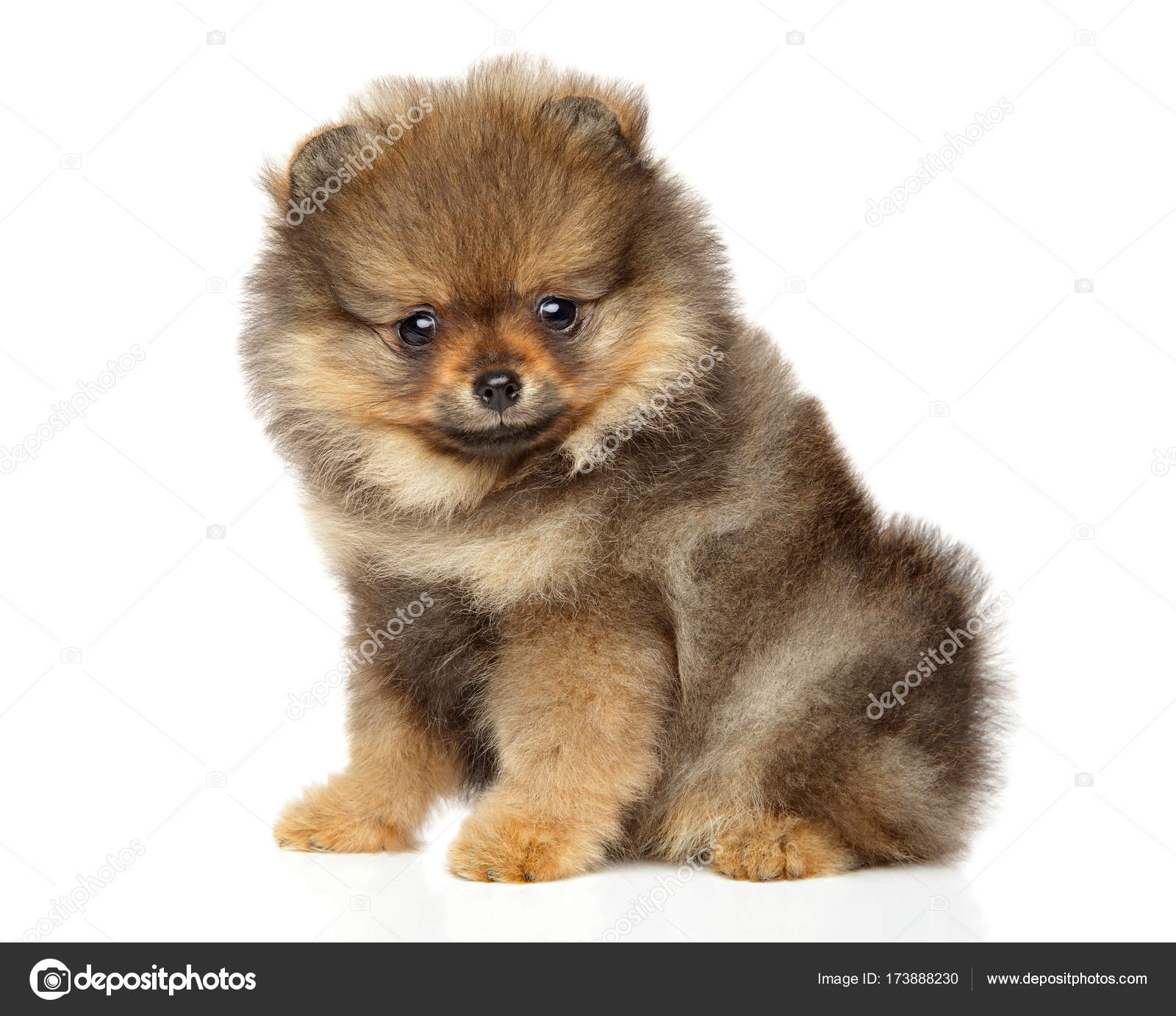 Adorable Baby White Pomerania