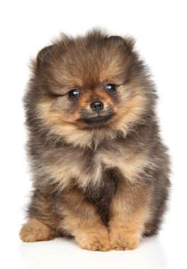 Pomeranya Tükürük Köpeği