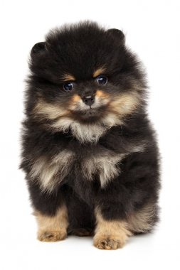 Pomeranian spitz köpek yavrusu portre