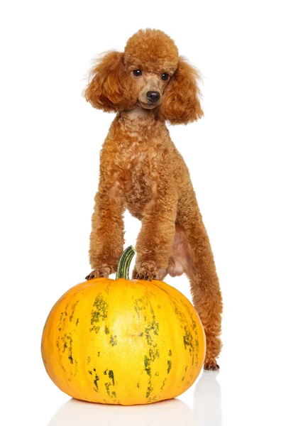 Caniche rojo miniatura en calabaza — Foto de Stock