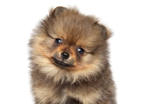 Pomeranian Spitz catelus. Tema pentru animale — Fotografie, imagine de stoc