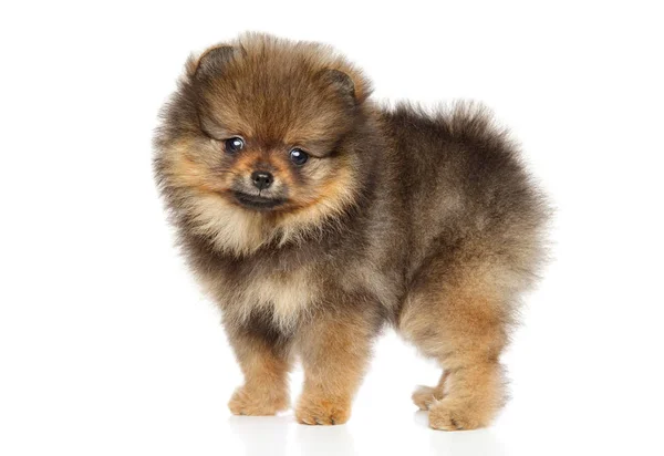 Pomeranian Spitz valp. Baby djur tema — Stockfoto