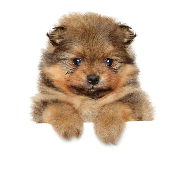 Pommeren Spitz pup. Baby dier thema — Stockfoto