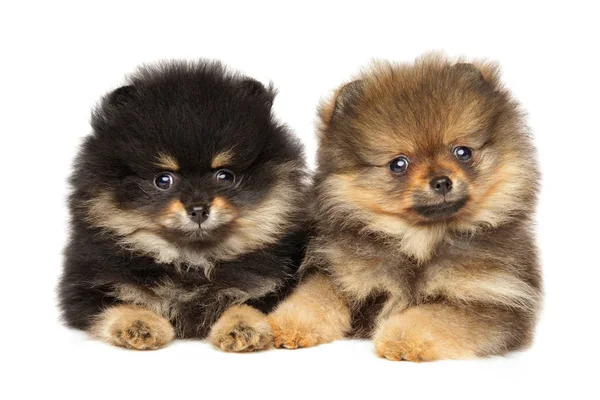 Pomeranian Spitz cachorros mintiendo. Tema Bebé animal — Foto de Stock