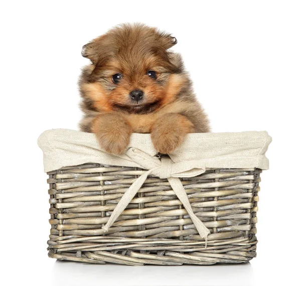Pomeranian Spitz puppy in basket on white — Stock Photo, Image