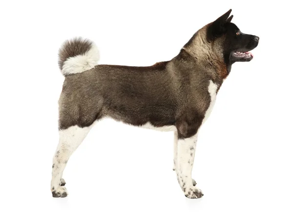 American Akita w stojak — Zdjęcie stockowe