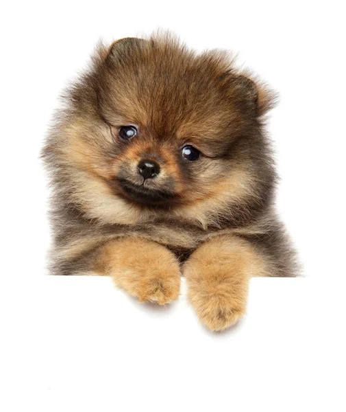 Pomeranian Spitz puppy. Baby animal theme — Stock Photo, Image