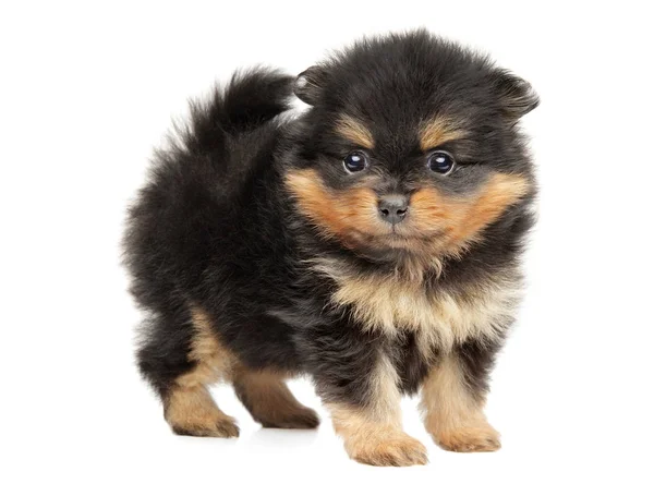 Pomerania spitz cucciolo — Foto Stock