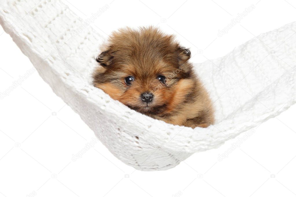 Pomeranian Spitz puppy