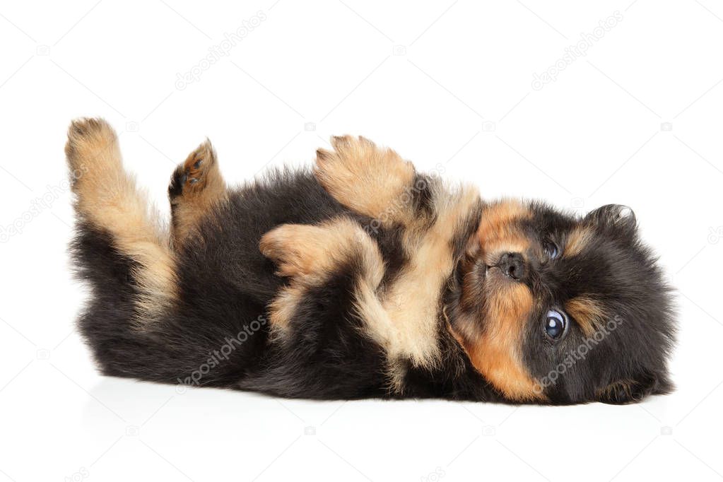 Pomeranian Spitz puppy restin