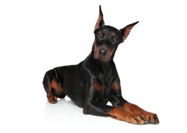 Beyaz bir arka plan üzerinde yalan Doberman köpek