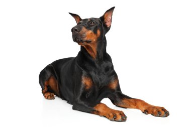Beyaz arka plan önünde Doberman köpek