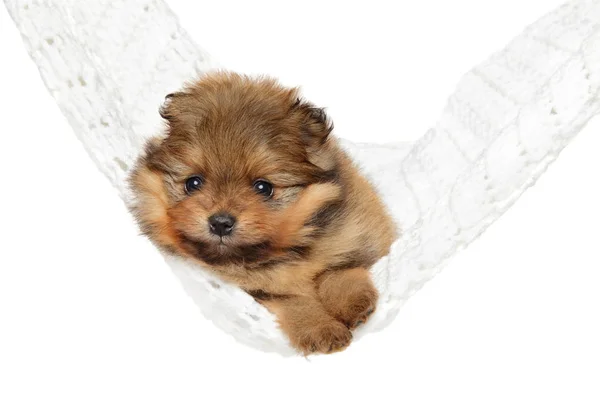 Špicl špic štěně odpočívá v houpací síti — Stock fotografie