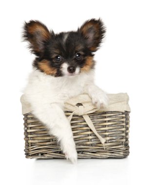 Papillon köpek yavrusu sepette beyaz arka plan üzerinde