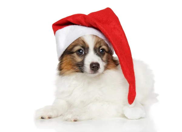 Papillon cane cucciolo in cappello Santa su sfondo bianco — Foto Stock
