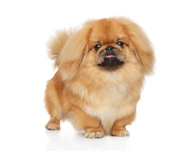 Beyaz arka plan üzerinde poz Pekingese