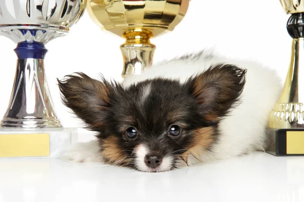 Beyaz arka plan üzerinde yalan kıta oyuncak spaniel köpek yavrusu — Stok fotoğraf