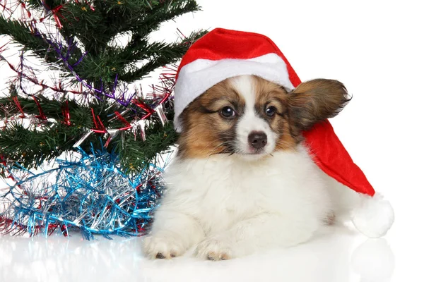 Papillon perro cachorro se encuentra cerca de árbol de Navidad —  Fotos de Stock