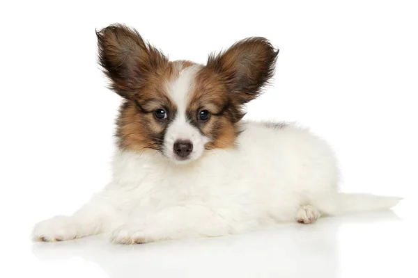 Papillon puppy lying on white background — Stock Photo, Image