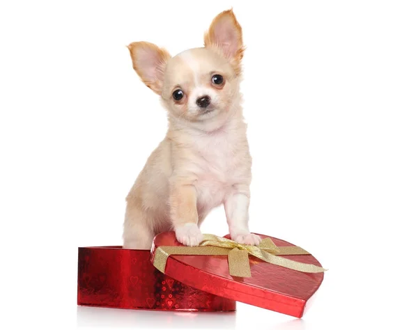 Chihuahua puppy sits in red Valentine heart box — Stock Photo, Image