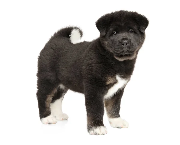 American Akita puppy in stand — Stock Photo, Image