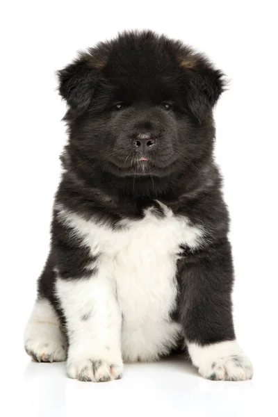 American Akita cane cucciolo su sfondo bianco — Foto Stock