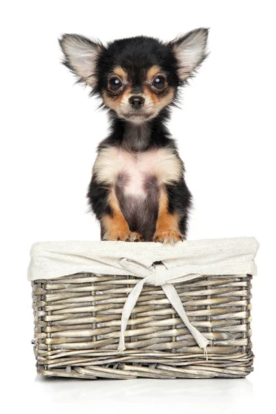 Szczeniak Chihuahua w wiklinowym koszu — Zdjęcie stockowe