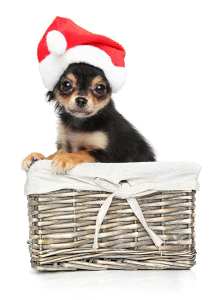 Chihuahua chiot en chapeau rouge Santa — Photo