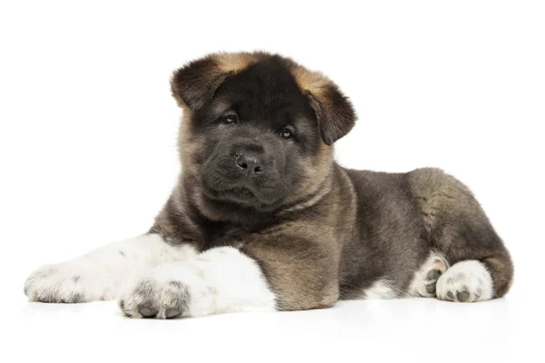 Americká Akita pes štěně — Stock fotografie