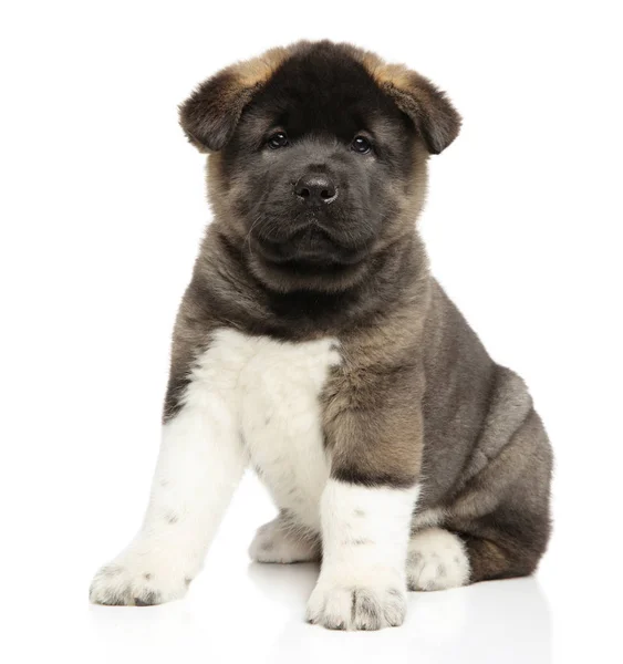 Amerikaanse Akita pup van de hond op witte achtergrond — Stockfoto