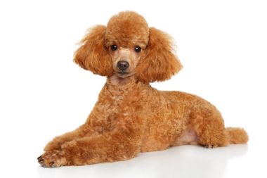 Oyuncak fino köpeği köpek yavrusu beyaz yalan