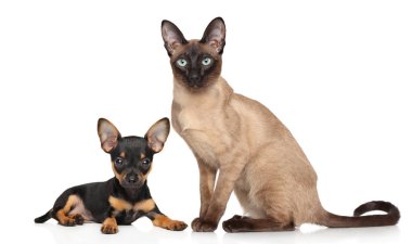 Köpek ve kedi beyaz arka plan üzerinde